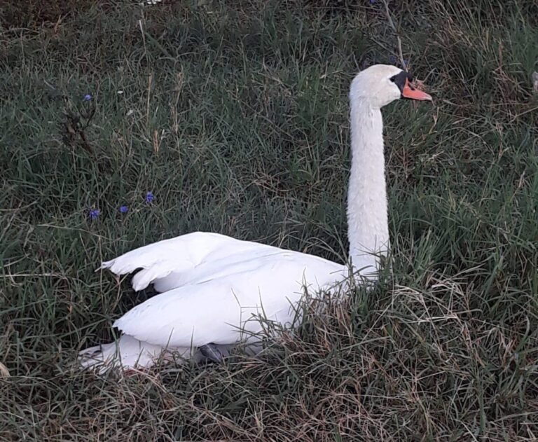 Lebădă aflată în suferință, cu o leziune la un picior, salvată de polițiștii olteni