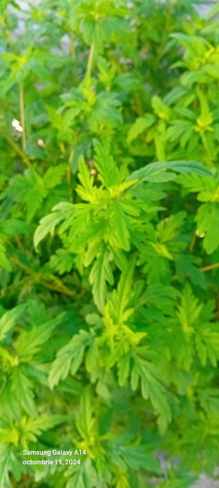 SLATINA. AMBROZIA ESTE… ÎN FLOARE