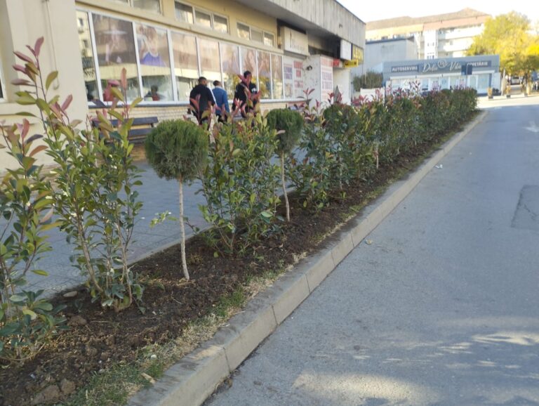 Campanie de înfrumusețare a Municipiului Caracal: arbori și flori plantate pentru un oraș mai verde