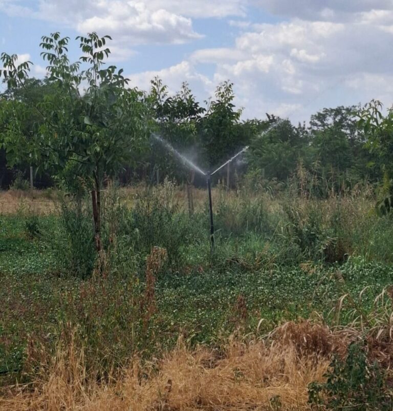 Primăria Redea intervine pentru gestionarea corectă a resurselor de apă. Udarea plantațiilor cu apă potabilă, oprită de urgență
