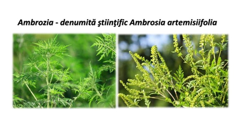 Ambrozia, pericol public. Amenzi usturătoare pentru proprietarii care nu o combat