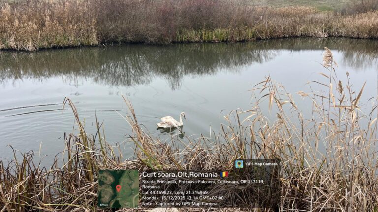 Slatina. O lebădă rănită a fost salvată